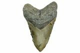 Fossil Megalodon Tooth - North Carolina #374056-1